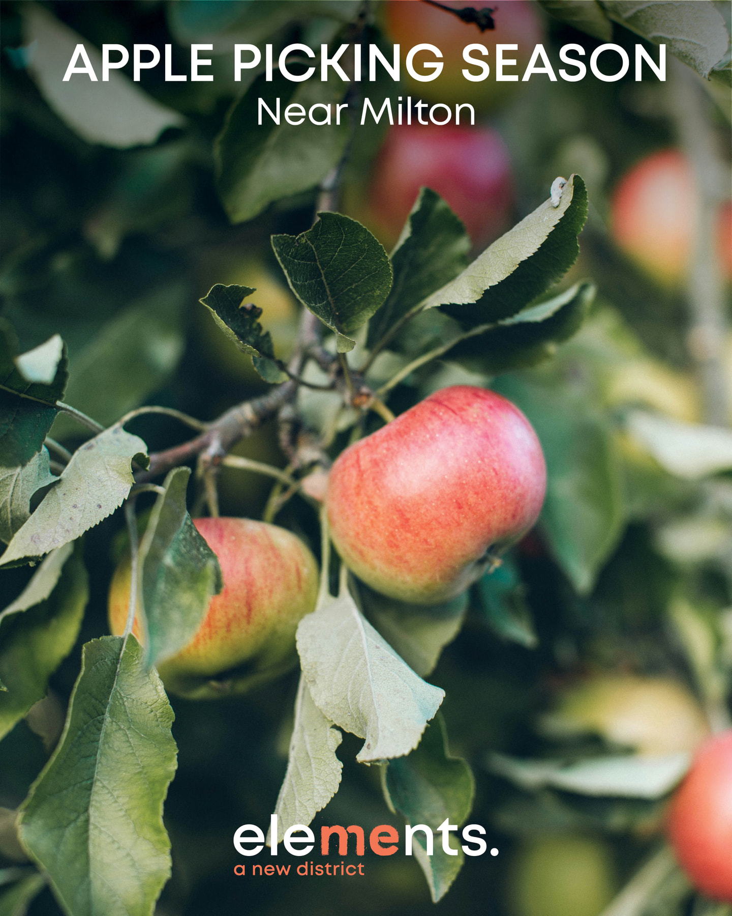 A little taste of fall, just minutes from Elements in Milton!

Make the most of apple-picking season at three nearby favourites:
🍏 Applevale Orchards
🌾 Springridge Farm
🍎 Chudleigh’s Entertainment Farm

Fresh apples, fall fun and plenty of reasons to get outside this season.